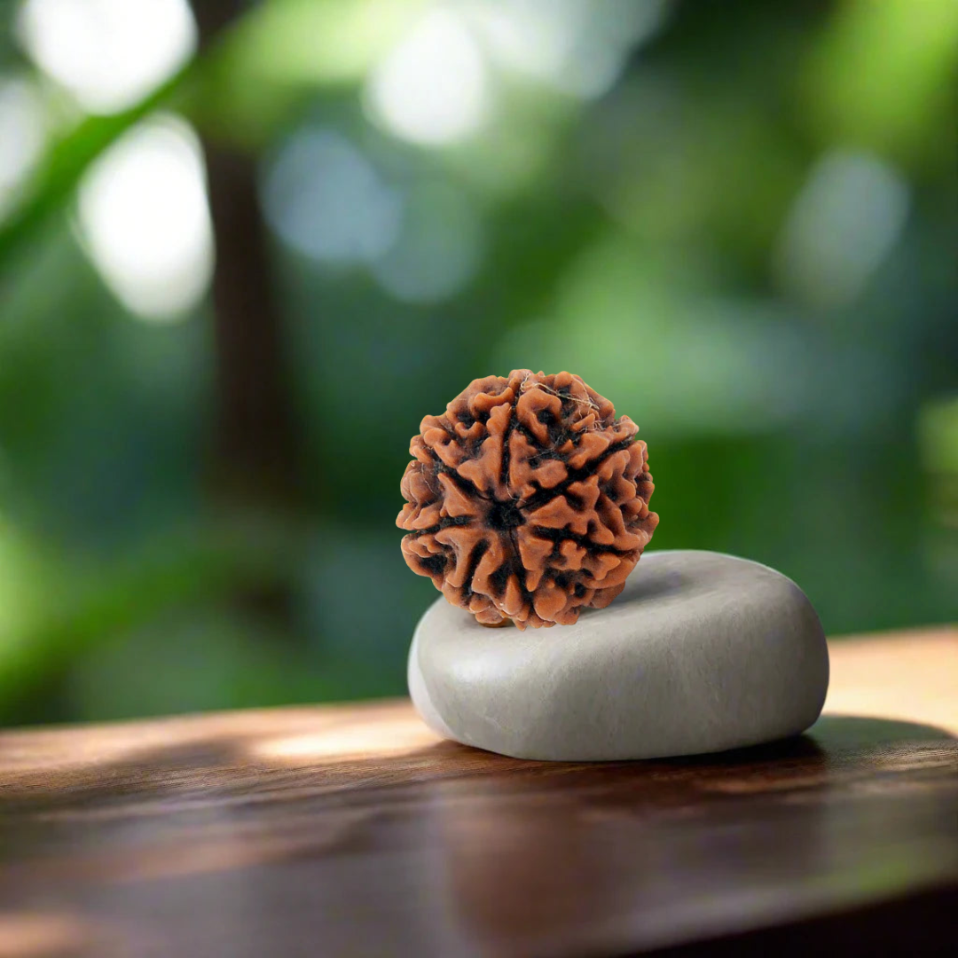 7 Mukhi Rudraksha Bracelet