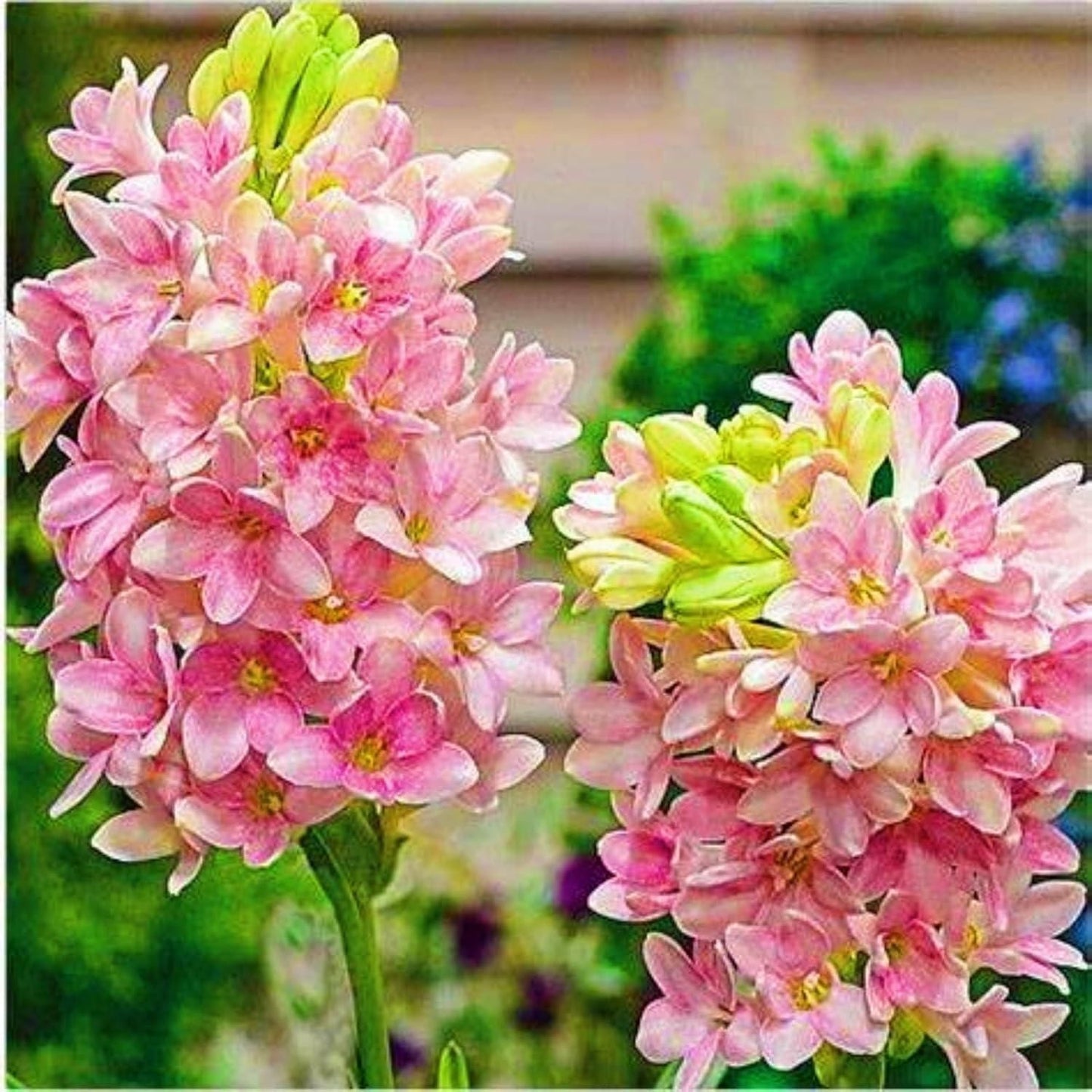 Twin Bloom Tuberose | Buy 1 Get 1 Free