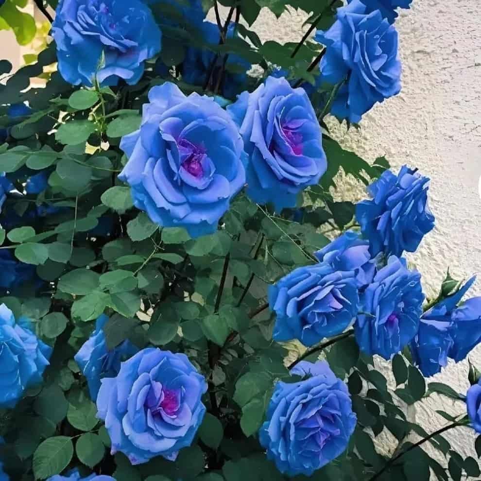 💙BLUE ENCHANTRESS ROSE SEEDS🌹🔥+ Free Plant Growth Supplement