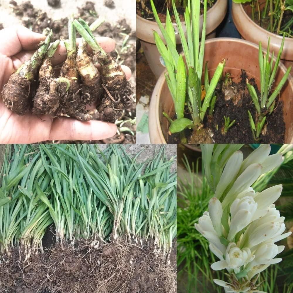 Twin Bloom Tuberose | Buy 1 Get 1 Free
