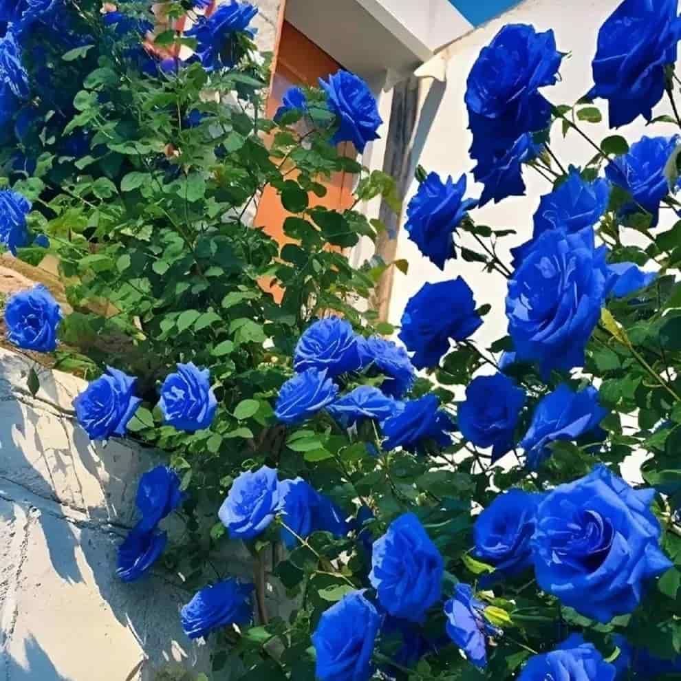 💙BLUE ENCHANTRESS ROSE SEEDS🌹🔥+ Free Plant Growth Supplement