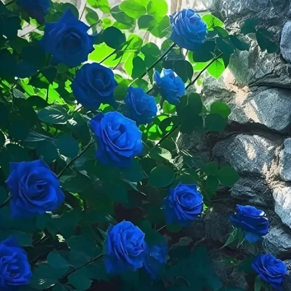💙BLUE ENCHANTRESS ROSE SEEDS🌹🔥+ Free Plant Growth Supplement