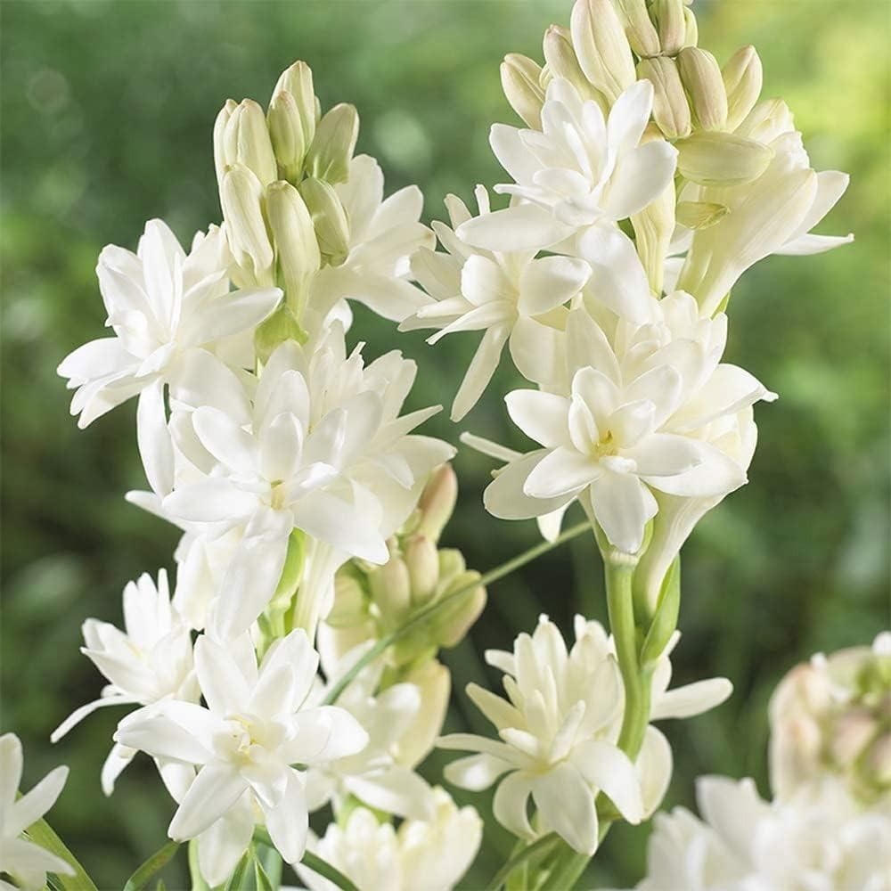 Twin Bloom Tuberose | Buy 1 Get 1 Free