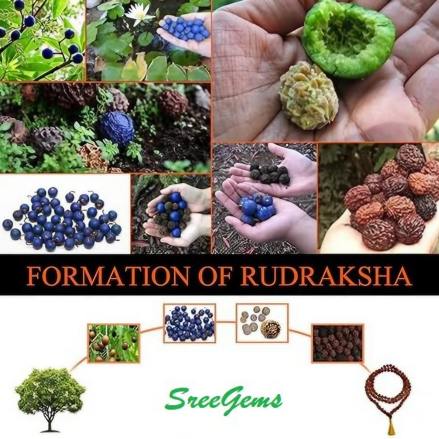 7 Mukhi Rudraksha Bracelet