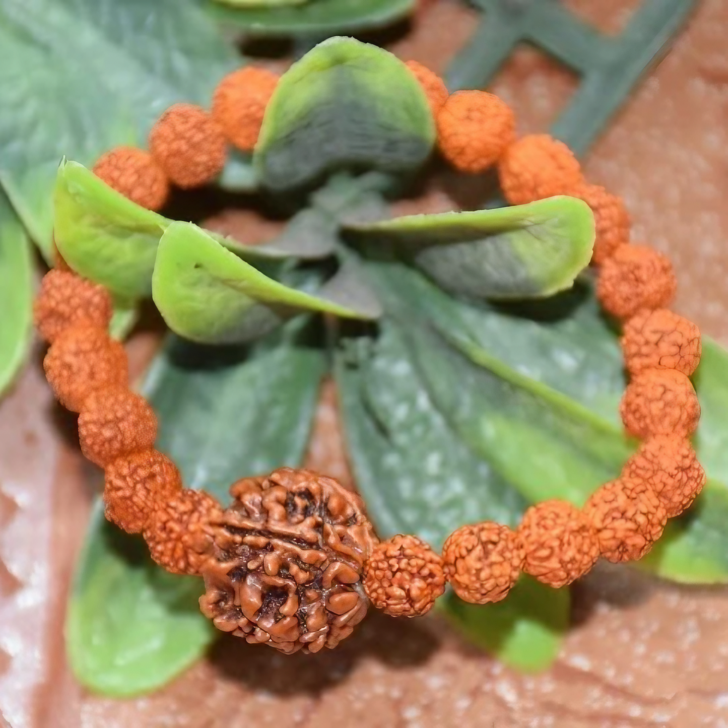 7 Mukhi Rudraksha Bracelet