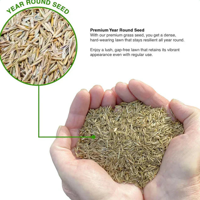 🌿 Organic Grass Seeds 🌿 Buy 100 Get 100 Free Only For ₹499 - limited Time Sale - 😱 Sale Ends Soon 😱