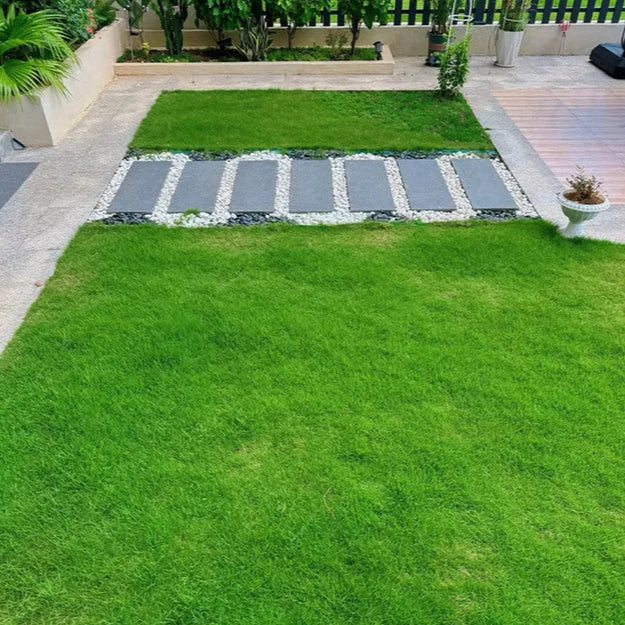 🌿 Organic Grass Seeds 🌿 Buy 100 Get 100 Free Only For ₹499 - limited Time Sale - 😱 Sale Ends Soon 😱