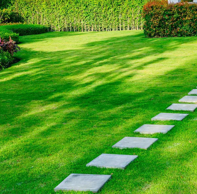 🌿 Organic Grass Seeds 🌿 Buy 100 Get 100 Free Only For ₹499 - limited Time Sale - 😱 Sale Ends Soon 😱