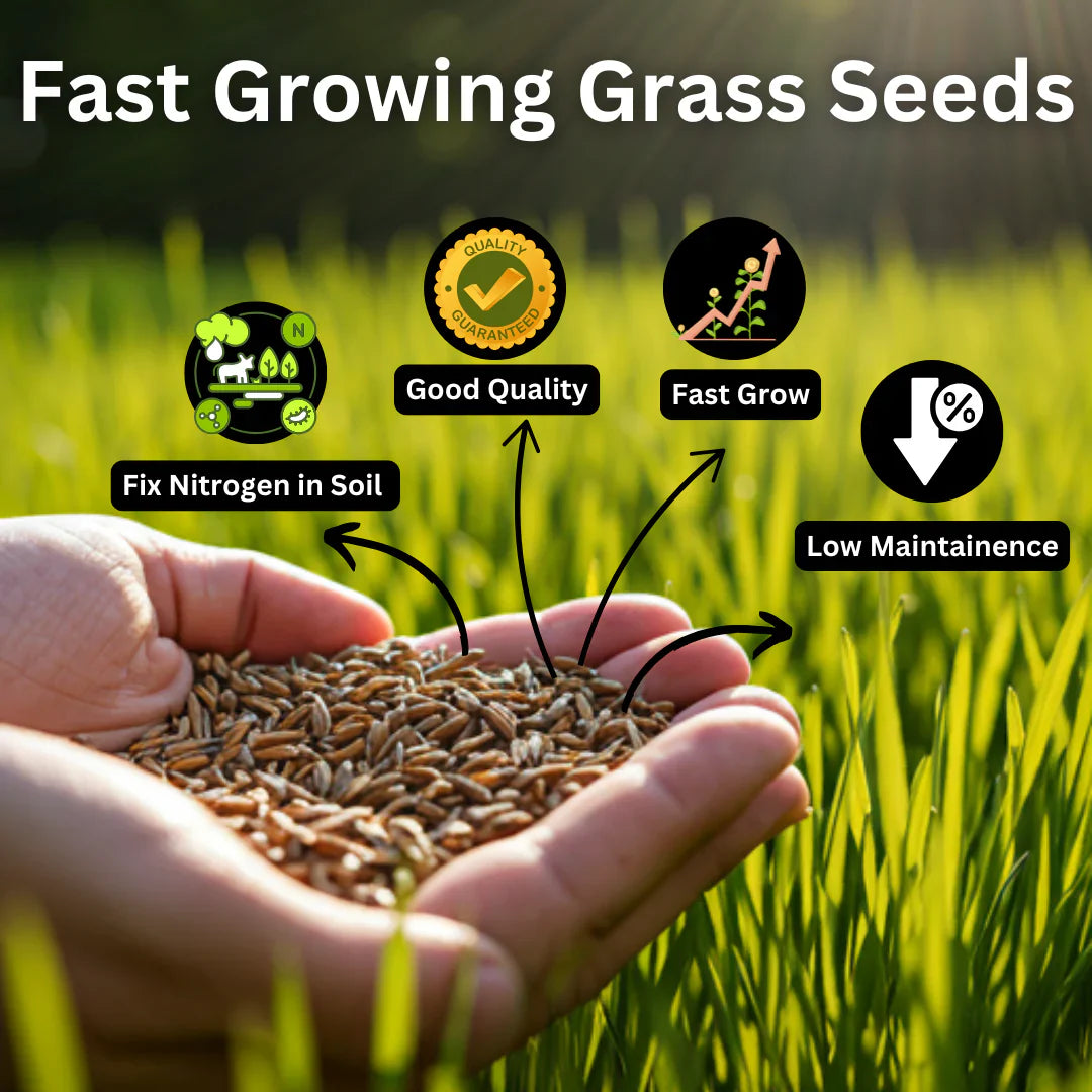 🌿 Organic Grass Seeds 🌿 Buy 100 Get 100 Free Only For ₹499 - limited Time Sale - 😱 Sale Ends Soon 😱