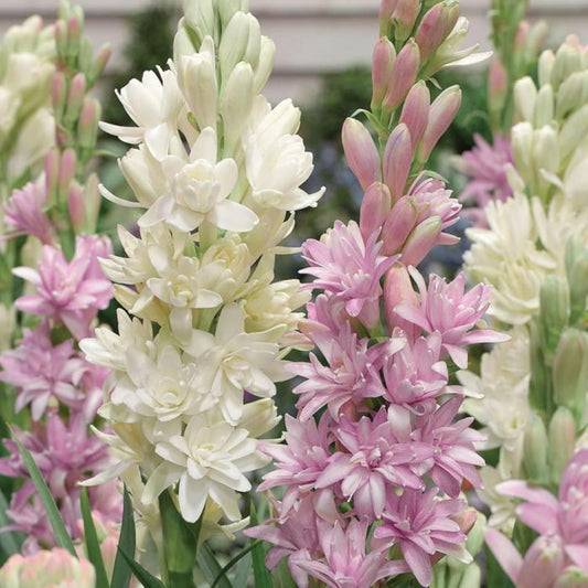 Twin Bloom Tuberose | Buy 1 Get 1 Free