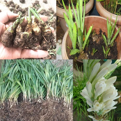 Twin Bloom Tuberose | Buy 1 Get 1 Free
