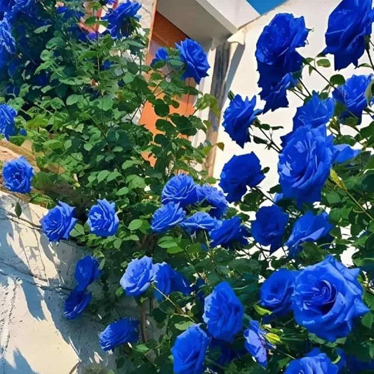 💙BLUE ENCHANTRESS ROSE SEEDS🌹🔥+ Free Plant Growth Supplement