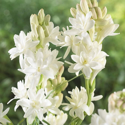 Twin Bloom Tuberose | Buy 1 Get 1 Free