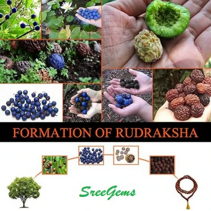 7 Mukhi Rudraksha Bracelet