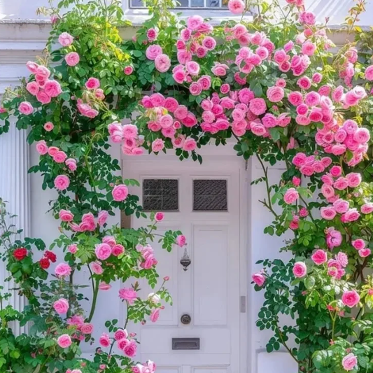 Elegant Climbing Rose Flower Seeds