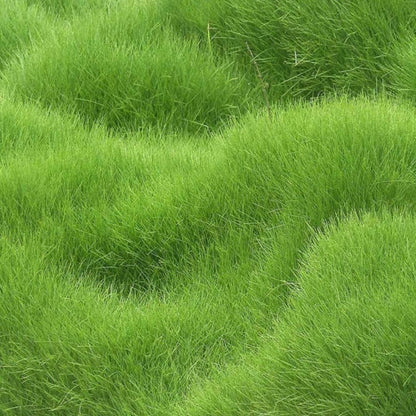 🌿 Organic Grass Seeds 🌿 Buy 100 Get 100 Free Only For ₹499 - limited Time Sale - 😱 Sale Ends Soon 😱