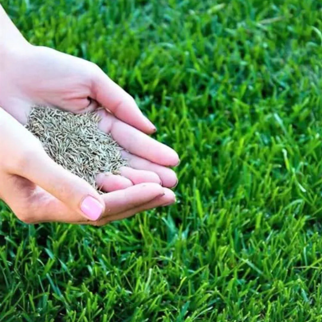 🌿 Organic Grass Seeds 🌿 Buy 100 Get 100 Free Only For ₹499 - limited Time Sale - 😱 Sale Ends Soon 😱