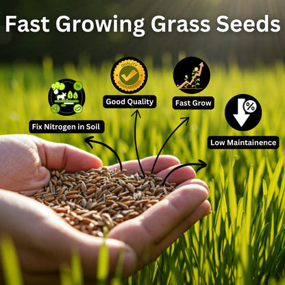 🌿 Organic Grass Seeds 🌿 Buy 100 Get 100 Free Only For ₹499 - limited Time Sale - 😱 Sale Ends Soon 😱