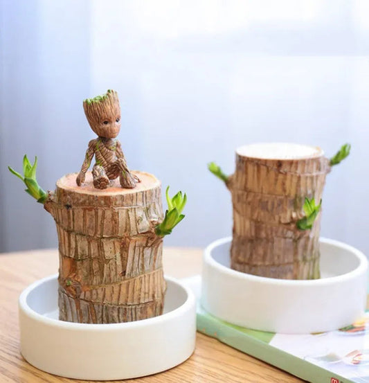 Brazilian Lucky Wood Plant