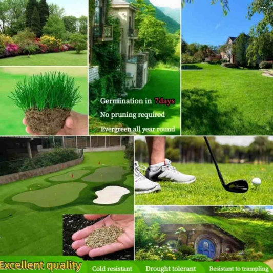 🌿 Organic Grass Seeds 🌿 Buy 100 Get 100 Free Only For ₹499 - limited Time Sale - 😱 Sale Ends Soon 😱
